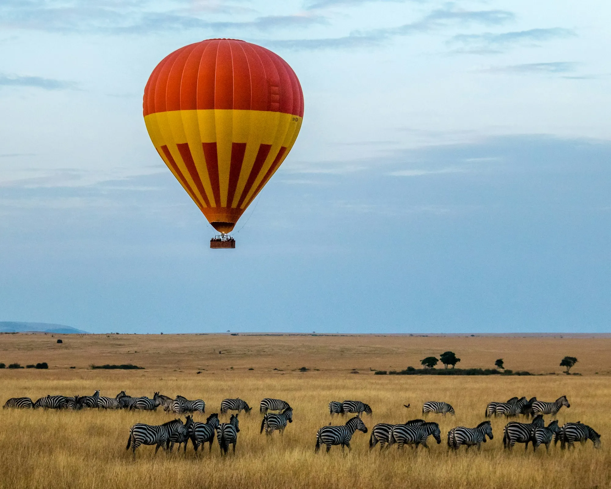 Montgolfière survolant un troupeau de zèbres dans la savane