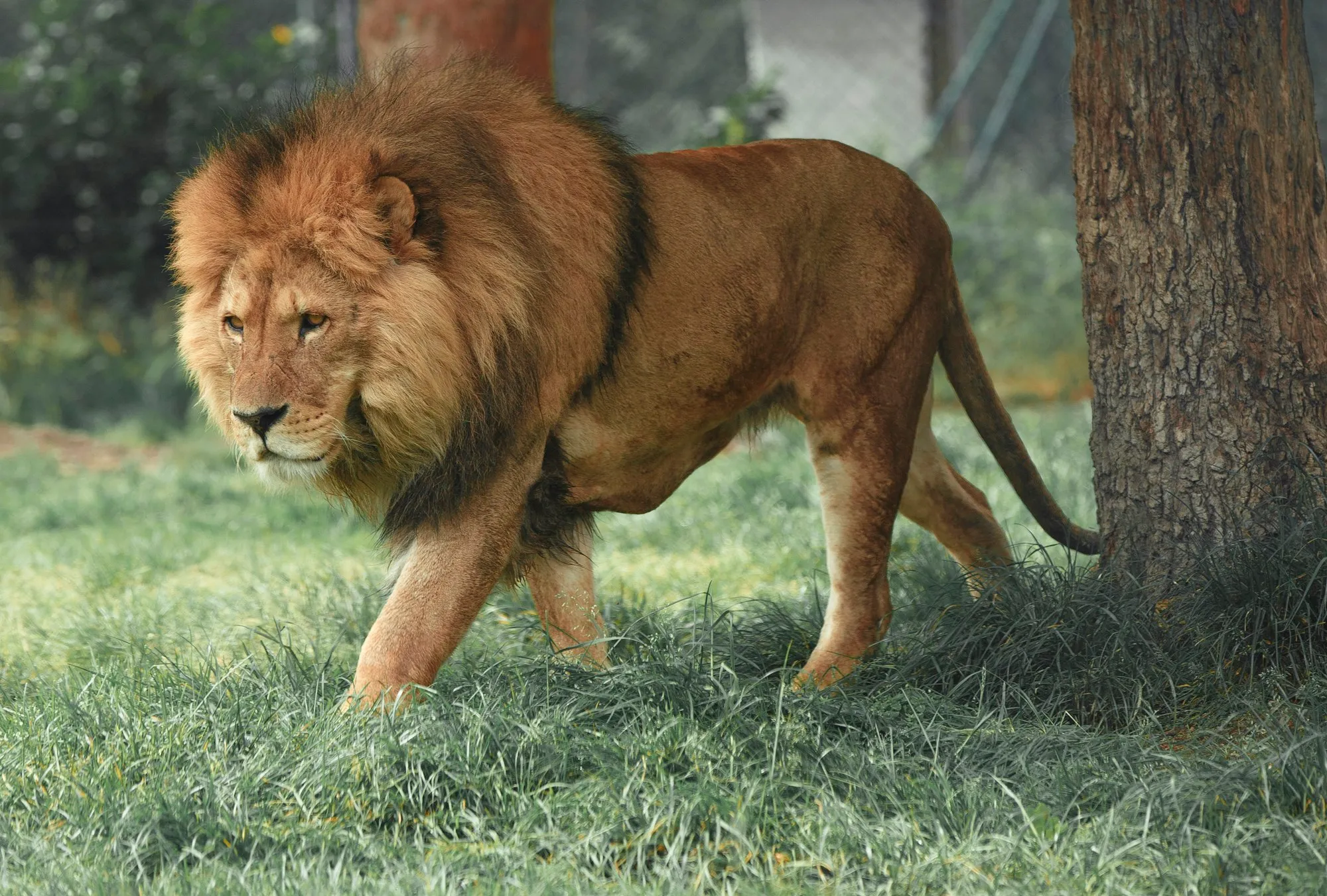 Lion au regard doré dans la lumière du soir