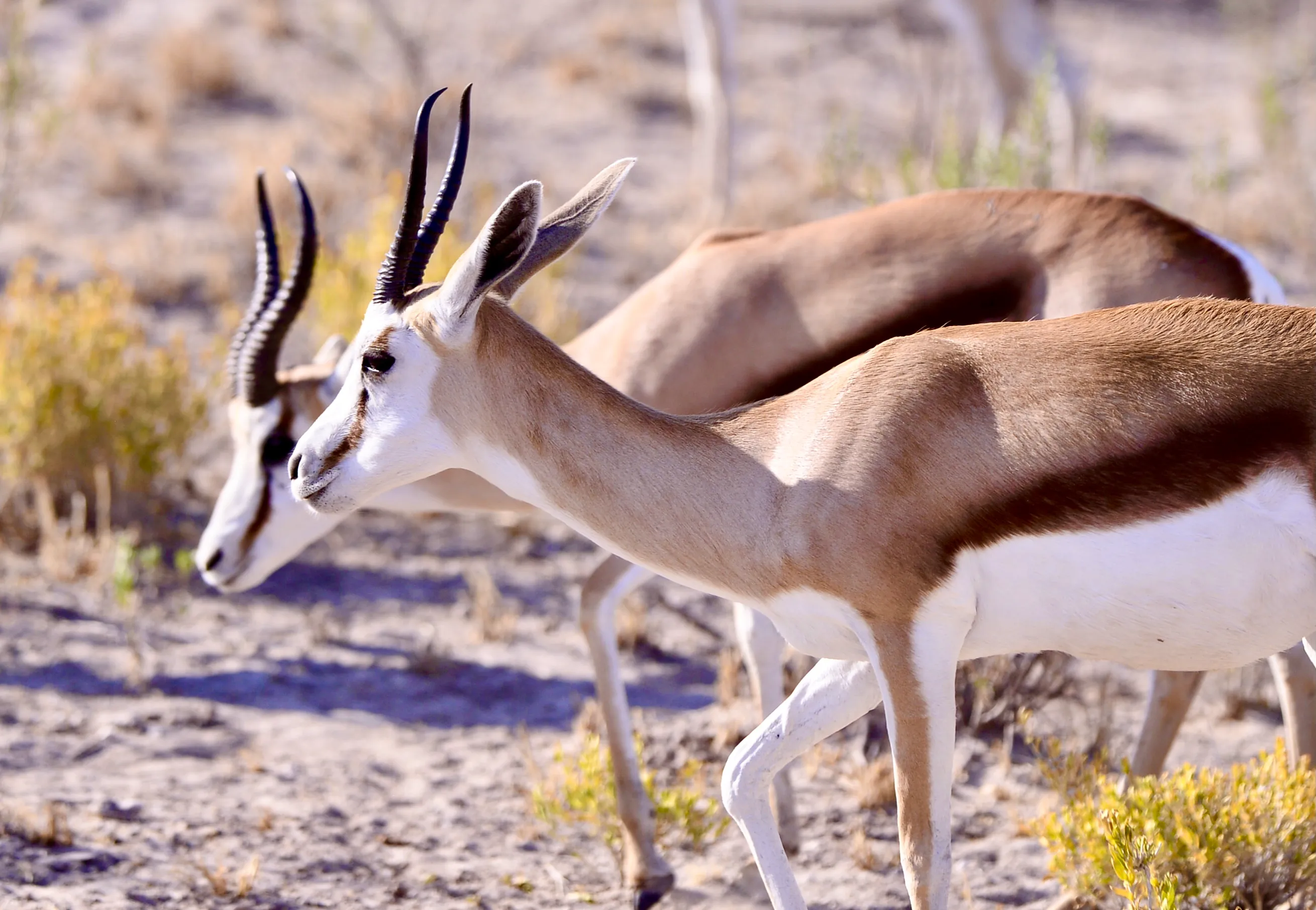 Troupeau de springboks dans la savane aride de Zambie